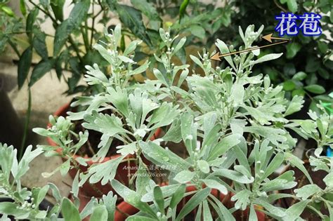 芙蓉 風水|芙蓉種植風水：何時栽種最吉利？